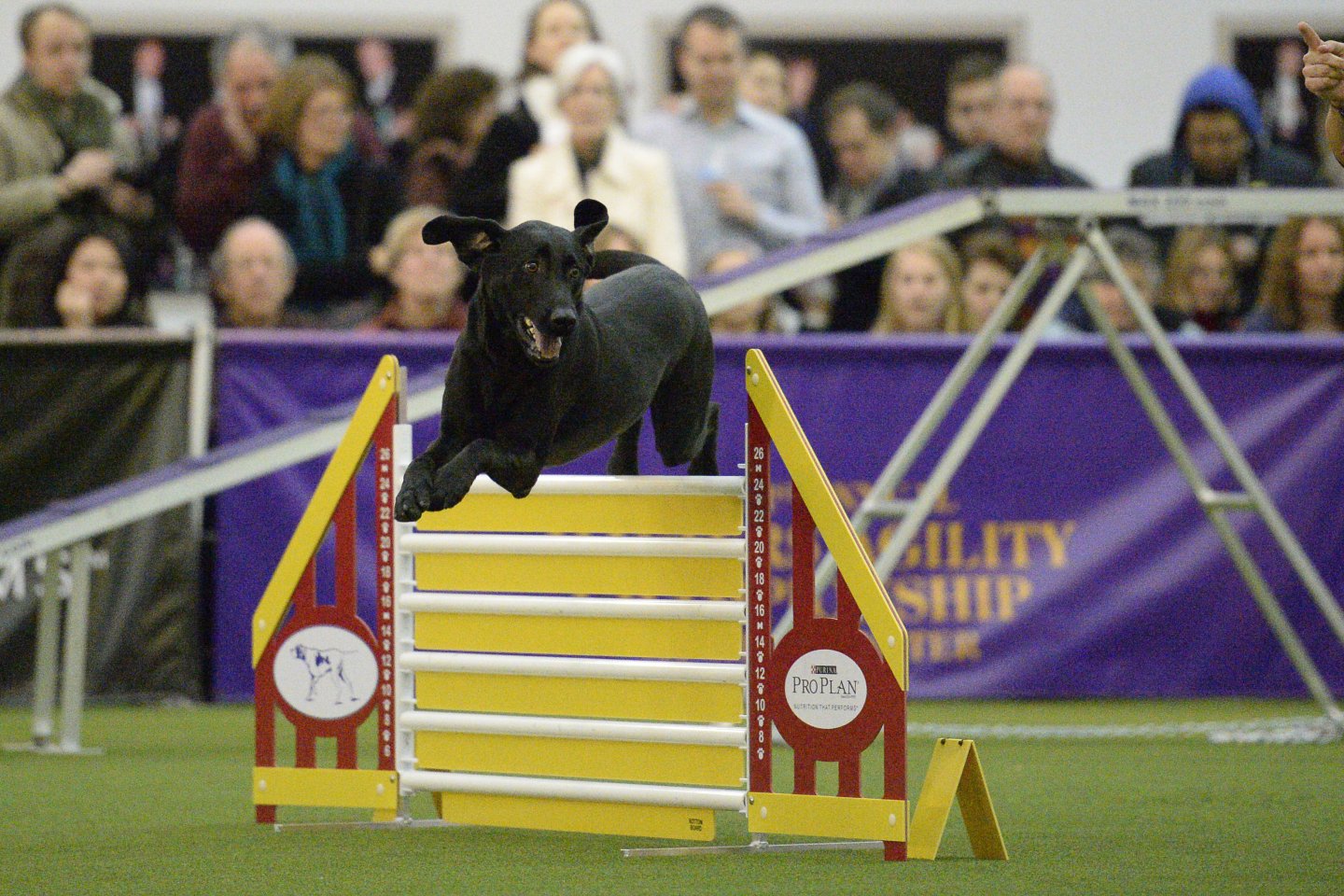 WKCAgility_D4T0040_3776x11