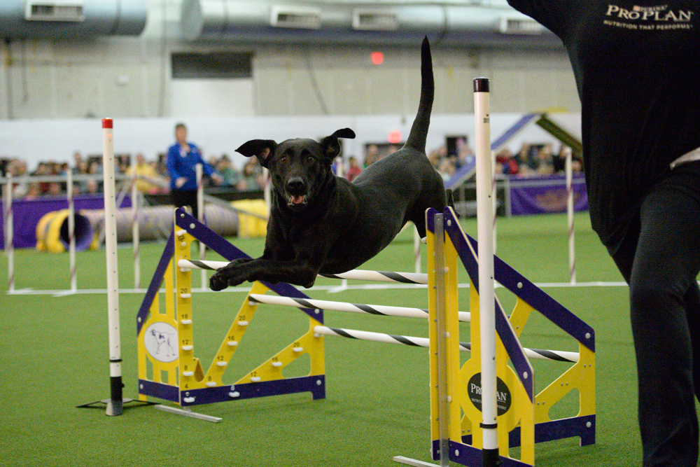 WKCAgility_D4T0043_3779x1